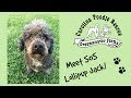 Video thumbnail 13 — Lollipup Jack - An SOS Dog!