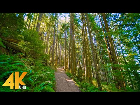 4K West Tiger Trail, Issaquah Area - Virtual Forest Hike with Relaxing Music - Short Preview