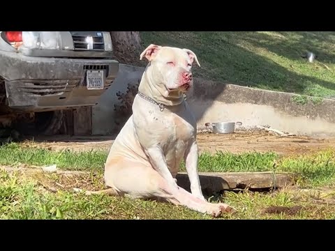 Les pitreries de ce pitbull vont vous faire rire.