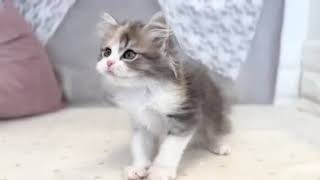 サイベリアンの動画01