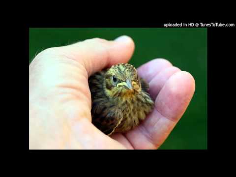 Today’s Tango Is… Canta, Pajarito – Carlos Di Sarli 17-03-1943