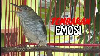 Download lagu Siri siri gacor full isian pancing lawan emosi mp3 Download lagu Siri siri gacor full isian pancing lawan emosi mp3