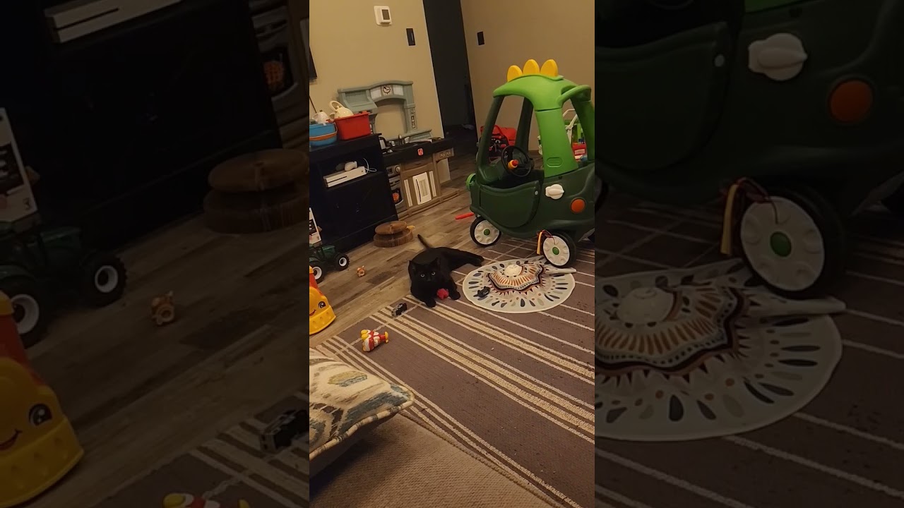 Enlarge Bubba, a ADOPTABLE Domestic Short Hair in Crown Point, IN video 2/6