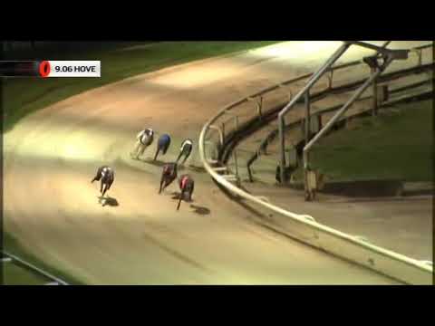 Swansalona Diva   Coral Regency R 1 Ht 5   Hove