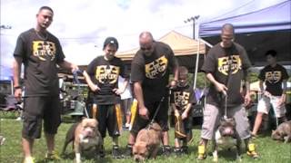 American Bully Talk- GrCh Beastro, GrCh Gadget, and GrCh Gold Rush