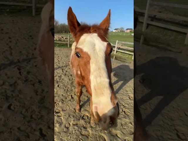 Chesnut appaloosa&overo-stallion 2024-baloubet du rouet
