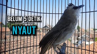 Download lagu trucukan gacor TARUNG ROPEL PANJANG pancingan trucukan agar bunyi jadikan burung trucuk gacor NYAUT mp3 Download lagu trucukan gacor TARUNG ROPEL PANJANG pancingan trucukan agar bunyi jadikan burung trucuk gacor NYAUT mp3