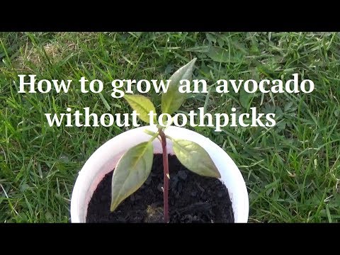 Easy way to grow an avocado tree without toothpicks (extremely reliable)