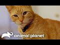 This Orange Tabby Cat Ignites A Battle With Her Shy Roommate My Cat From Hell Animal Planet