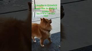 Doggo Pokemon?