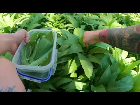 Chicken marinated with wild garlic and stewed sea kale