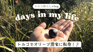 トルコでオリーブ農家に転身！？自然の中で暮らすことを夢見て🌿
