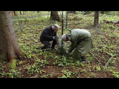 Verbißschutz anbringen 2021