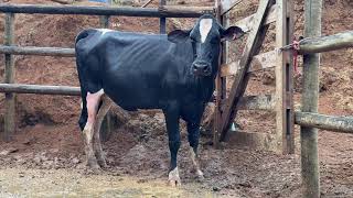 Vídeo 38 - 1º LEILÃO ANUAL SITIO TIMOTEO | VACAS 3/4 E 7/8