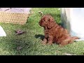 Cavapoo dogs for sale: Tucker - Video 1