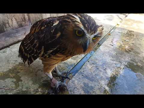 FURQON GANGGUIN BURUNG HANTU MAKAN || AUTO DIMARAHIN YANG PUNYA