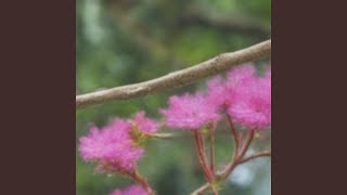 Download lagu KUNIKMATI HIDUPKU SENDIRI mp3