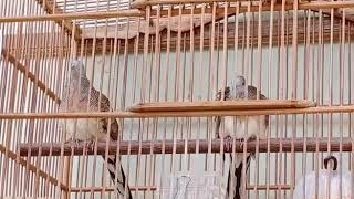 Download lagu suara perkutut besar ring Palem Bird Farm Tasik sekarang Indukan B. 10 DNS BF Demak mp3