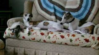 preview picture of video 'It's MY loveseat and I'll share IF I want to!'