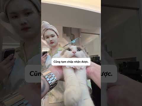 Đi thu mua mèo mà gặp phải con sen thế này