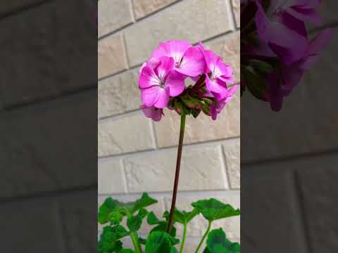 庭や屋内でゼラニウムと組み合わせる植物はどれですか？どういう基準で？  庭園