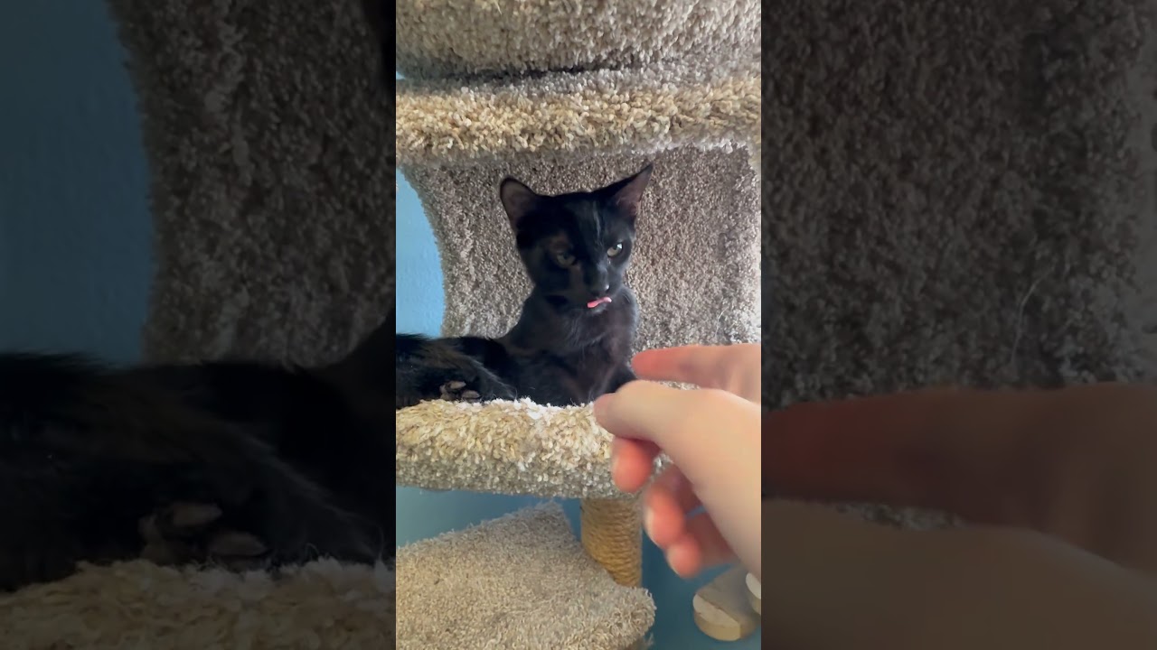 Kuro, a Adoptable mixed breed in PHOENIX, AZ video 2/4