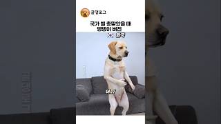 국가 별 댕댕이 총맞았을때 포즈 ㅋㅋ