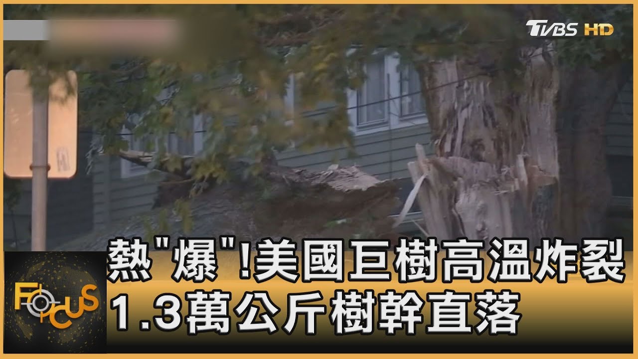 熱「爆」!美國巨樹高溫炸裂 1.3萬公斤樹幹直落