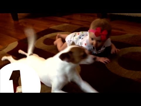 DOG TEACHES BABY TO CRAWL - Dan & Phil's Internet News