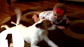 DOG TEACHES BABY TO CRAWL - Dan & Phil's Internet News