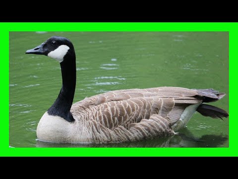 Canada Goose Branta canadensis — hlas, spev a vokalizácia druhu
