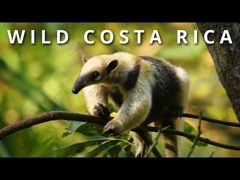 COSTA RICA: Giant Crocodiles, Virgin Rainforests, Sloths