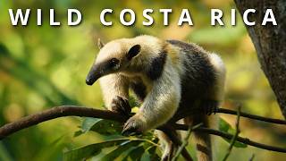 COSTA RICA: Giant Crocodiles, Virgin Rainforests, Sloths