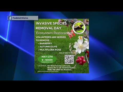 Newton Invasive Species