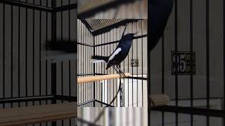 Download lagu SUARA KACER PIKATAN AMPUH ‼️#shortvideo #kicaumania #viral #burungkacer mp3