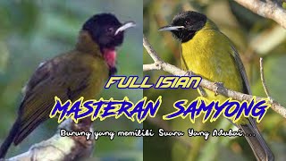Download lagu masteran samyong 1001 suara durasi panjang mp3