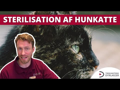 Sterilisation af katte