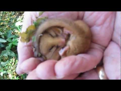 Howardian LNR Snoring Hazel Dormouse 18 November 2012