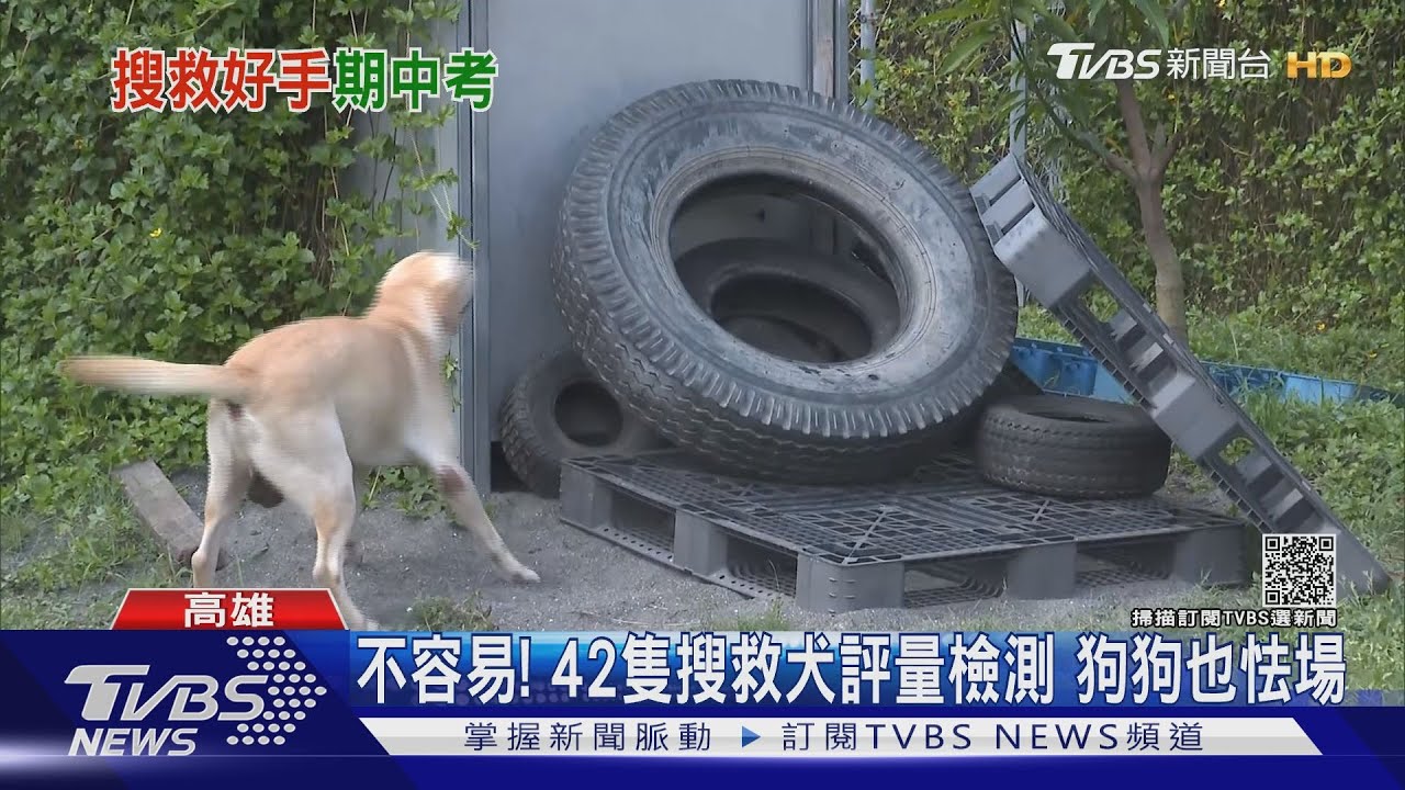 也太可愛了!42隻搜救犬評量檢測 狗狗爭取「面子」