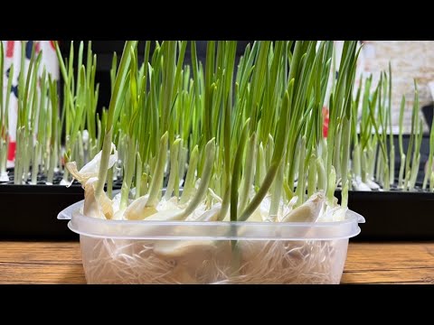 食用スプラウト – 利点、種類、育て方、レシピ、ヒント