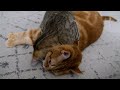 Kitten Attacks Chubby Orange Tabby Cat