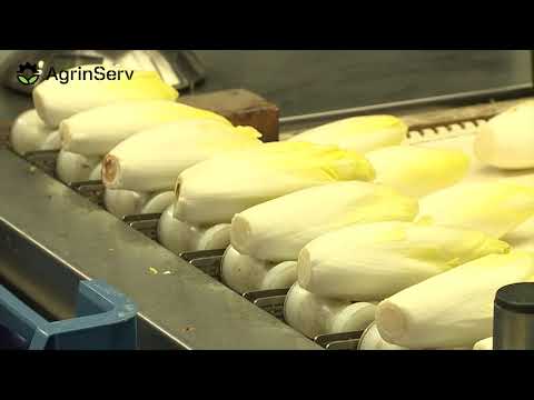 AgrinServ | Witlof Chicory Chicorée promotion video