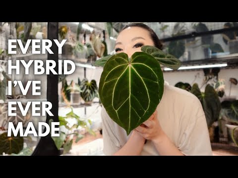 All of the anthurium hybrids I've ever made!