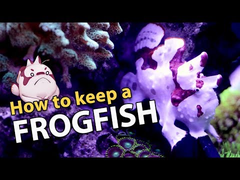 FROGFISH 101: The Frogfish Files (info heavy)