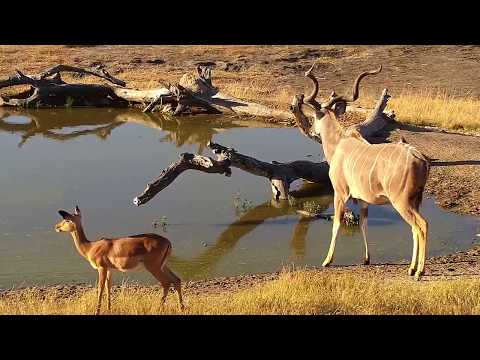 Djuma: Kudus and Impalas - 15:50 - 06/30/19
