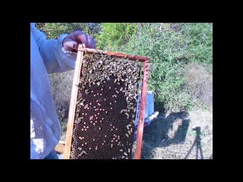 Beekeeping Montage