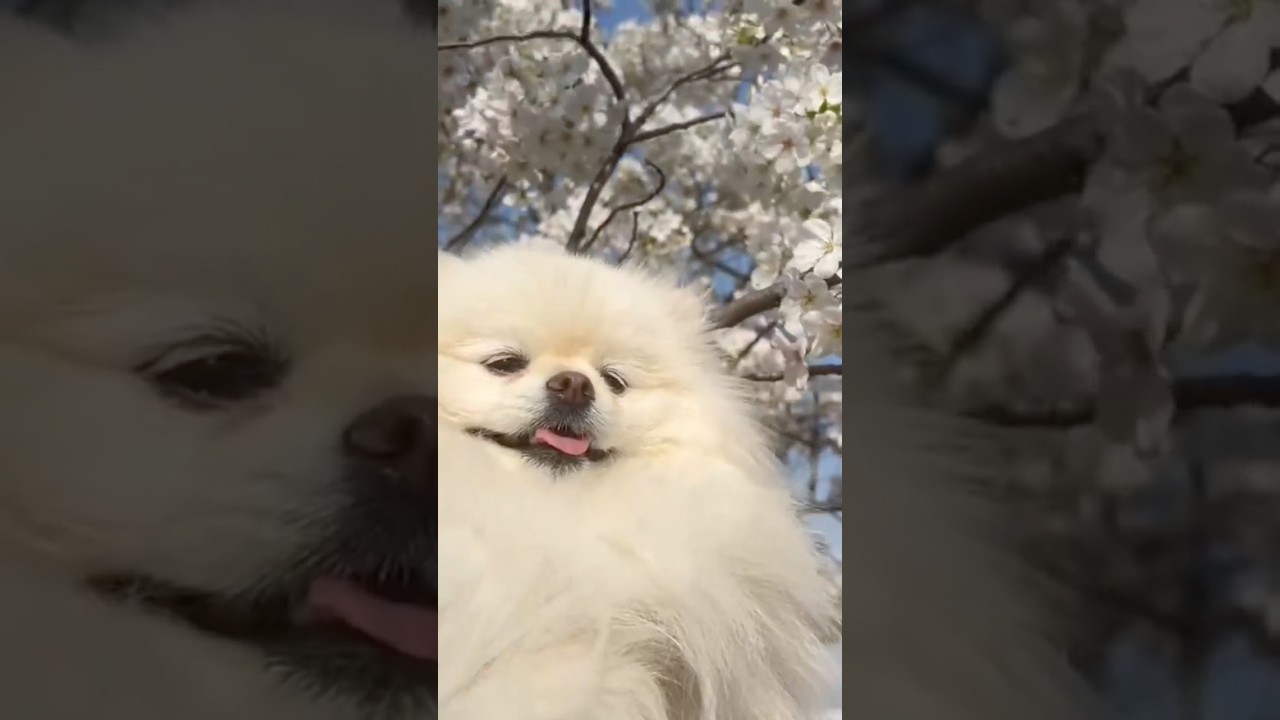 spring and sakura #dog #老友狗狗 #pomeranian #dog #puppy #cutedog #癒し #pets #cute #love #spring