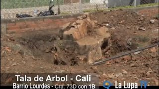 preview picture of video 'Denuncian Tala de árbol en el barrio Lourdes de Cali'