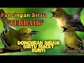 Pancingan Sirtu Cipoh Agar Cepat Gacor Dan Rajin Bunyi