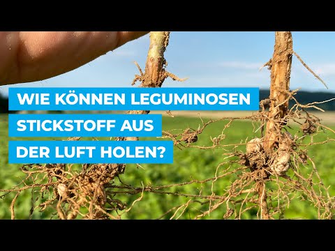 ☘️ Wie können Leguminosen Stickstoff aus der Luft holen?